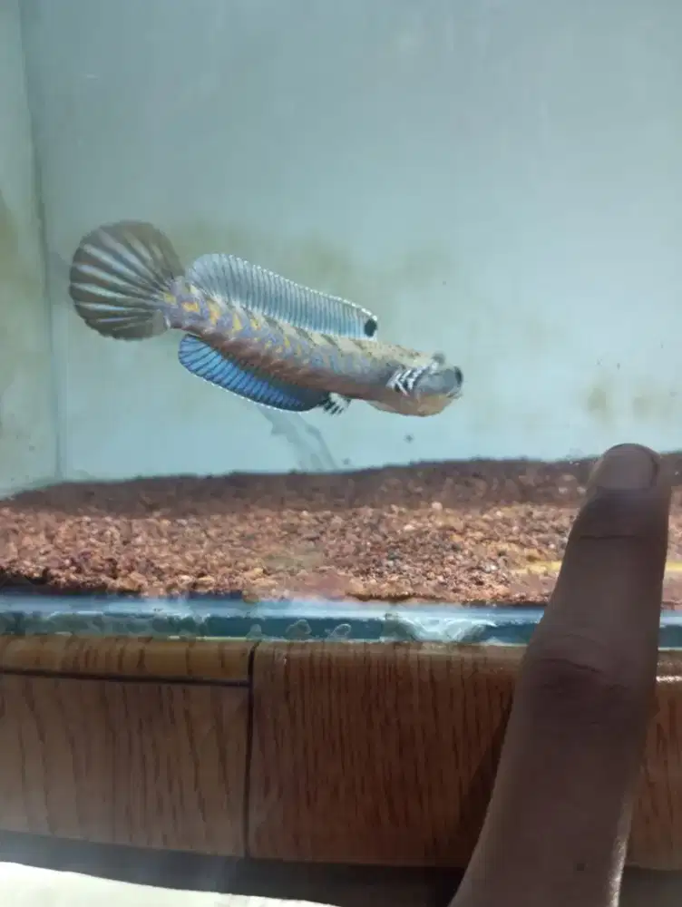 bp dorsal dah biru murmer