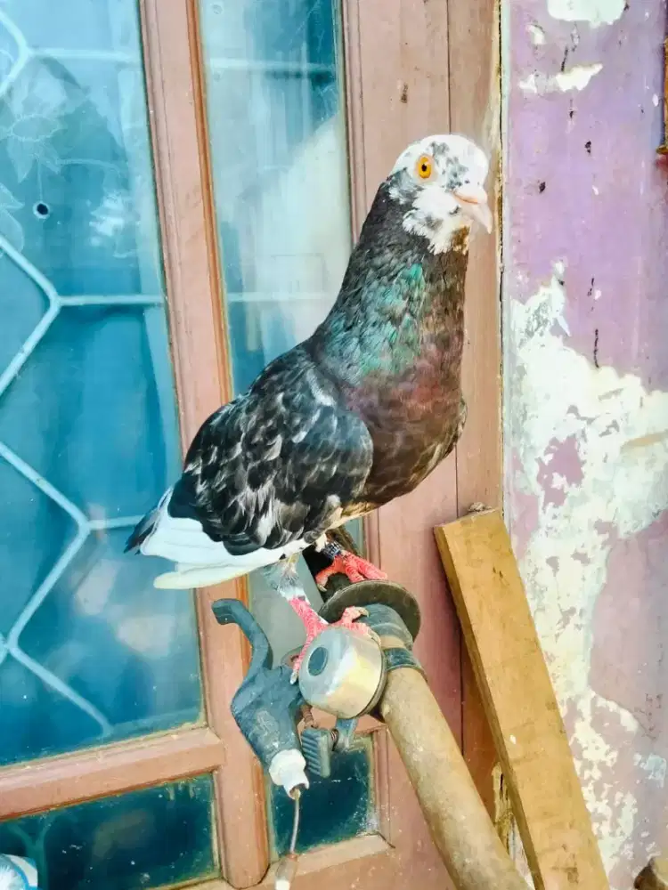 Sepasang burung dara