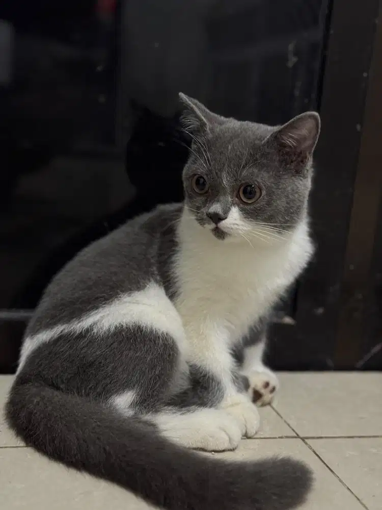 Kucing British Shorthair