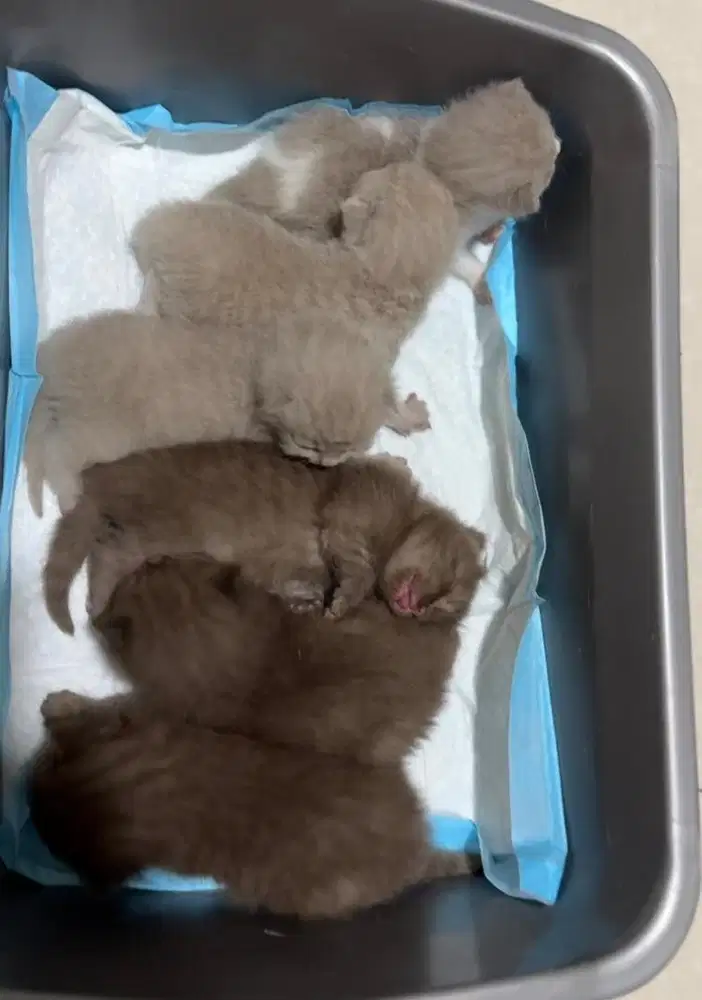 Kucing British Shorthair