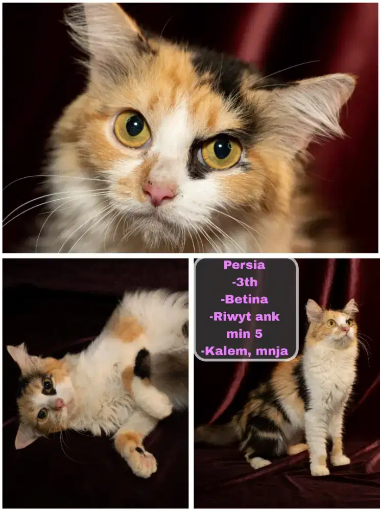 Kucing Persia (telon)