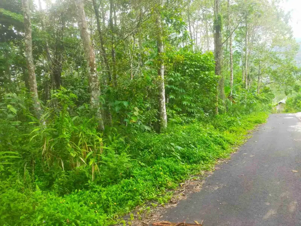 Tanah Murah view gunung