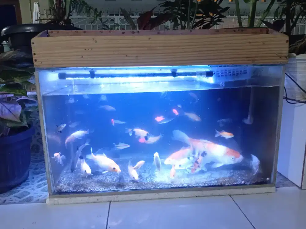 Dijual Aquarium