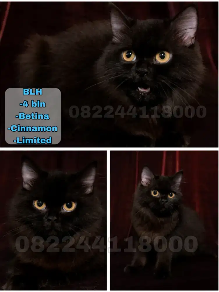 Kucing Bsh (Cinnamon)