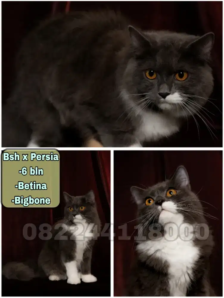 Kucing Persia x Bsh (Bicolor)
