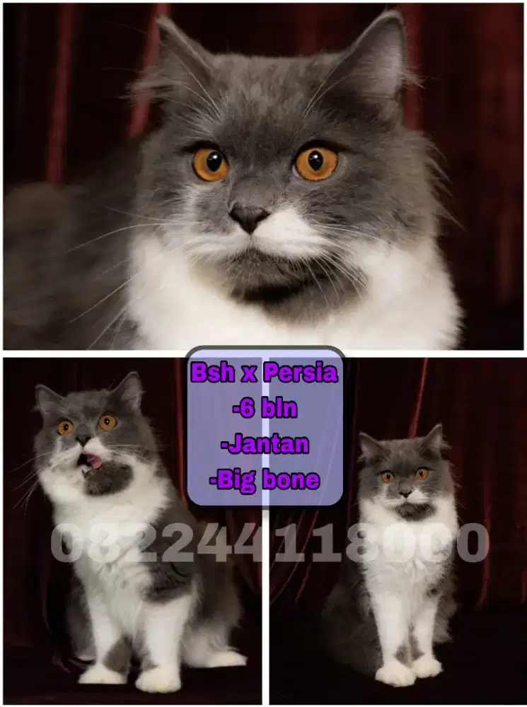 Kucing Persia x Bsh (Bicolor)