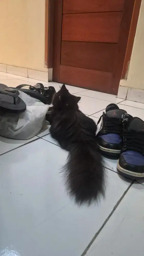 Munchkin Scottish Straight