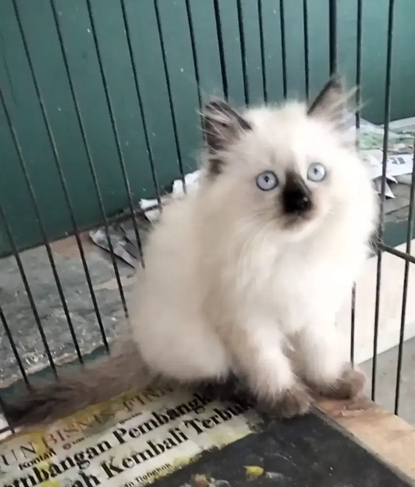 Persia Himalaya Jantan