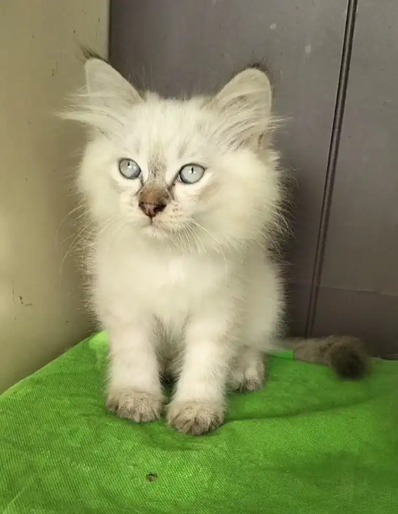 Persia Himalaya Jantan