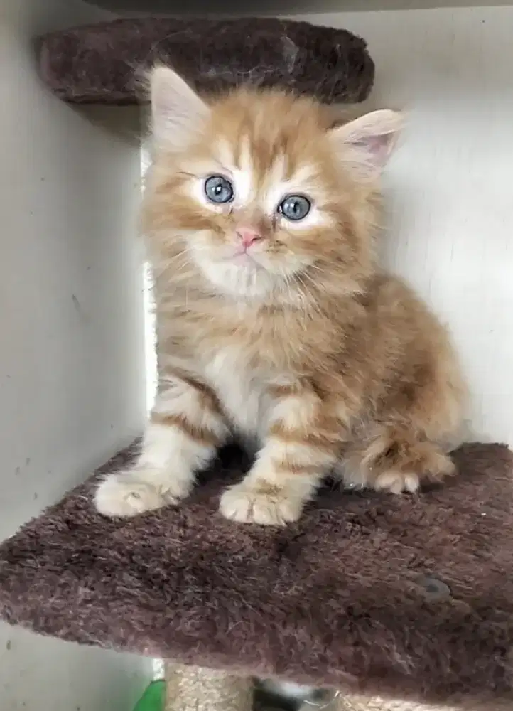 Persia Medium Jantan