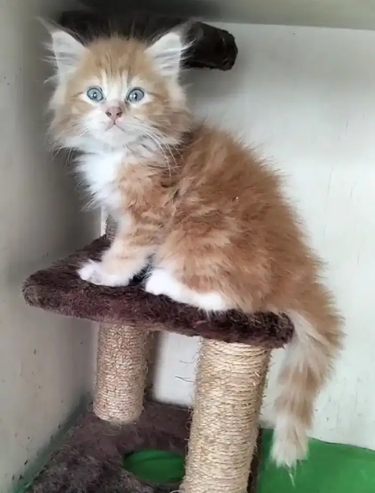 Persia Medium Jantan