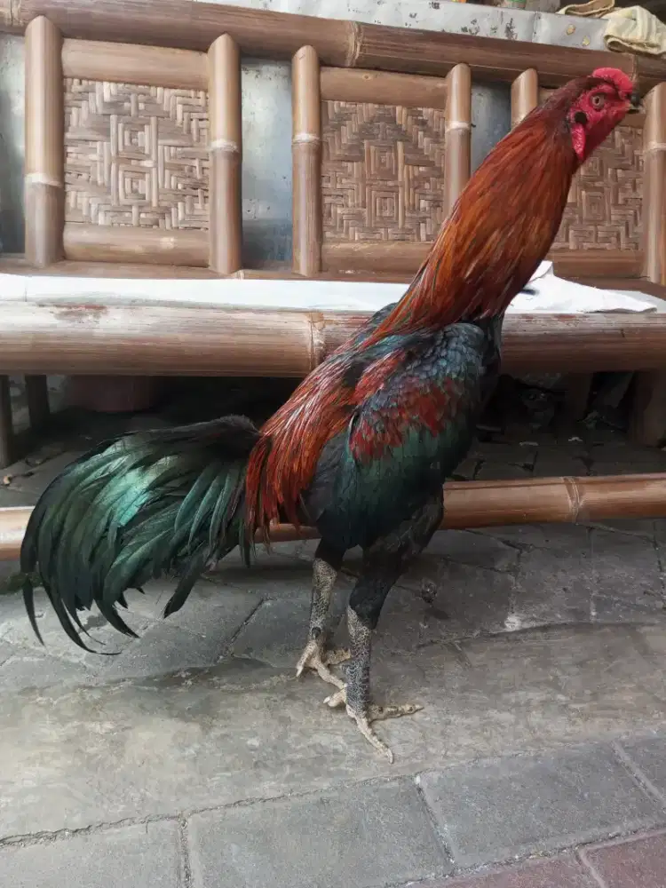 BK Mangon umur 8 bln