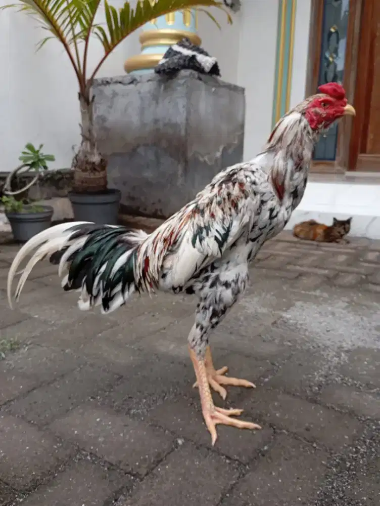 Ayam Bangkok blorok