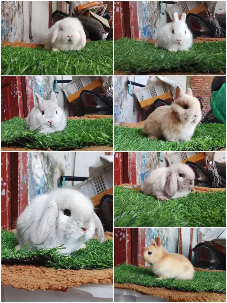 Peternakan kelinci hias