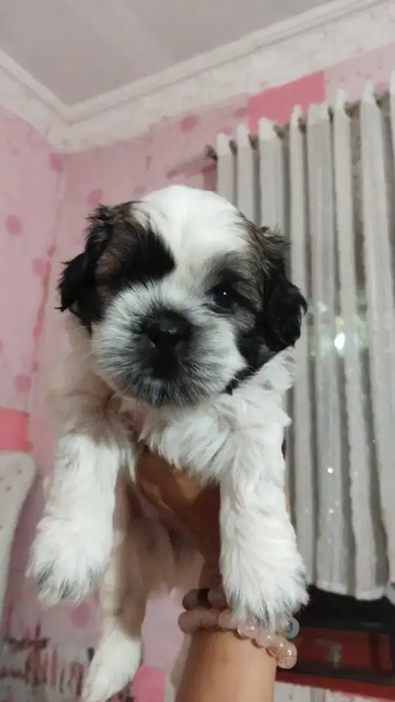 Shihtzu jantan non vaksin non stb