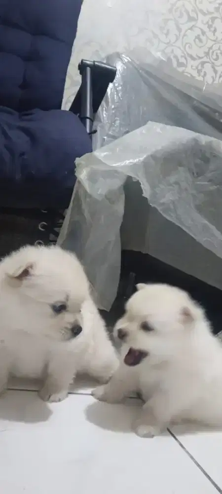 Anak Anjing Pomeranian Lucu, Sehat, Siap Jadi Teman Setia