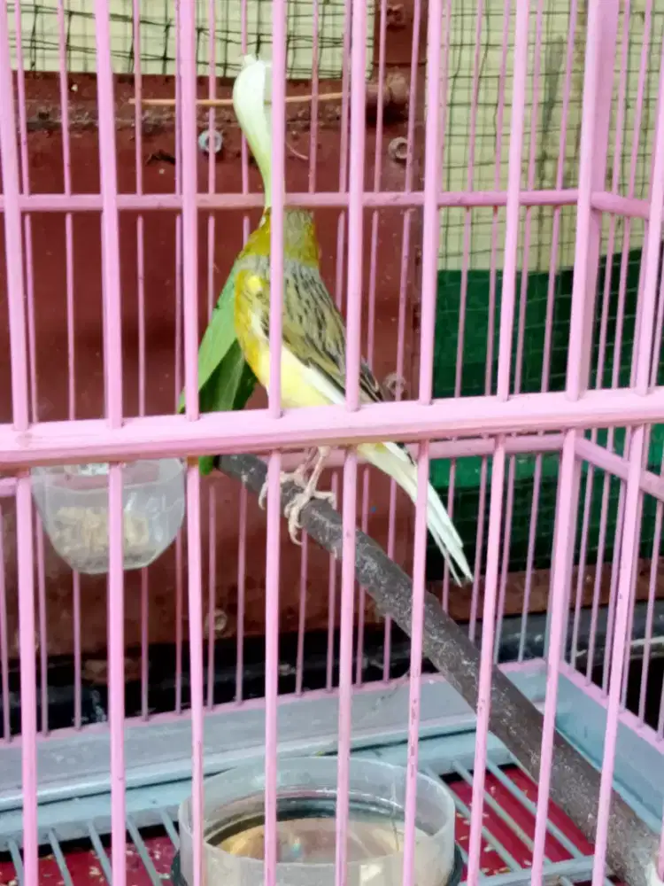 Burung kenari F1 silangan AFS harian rajin bunyi gacor