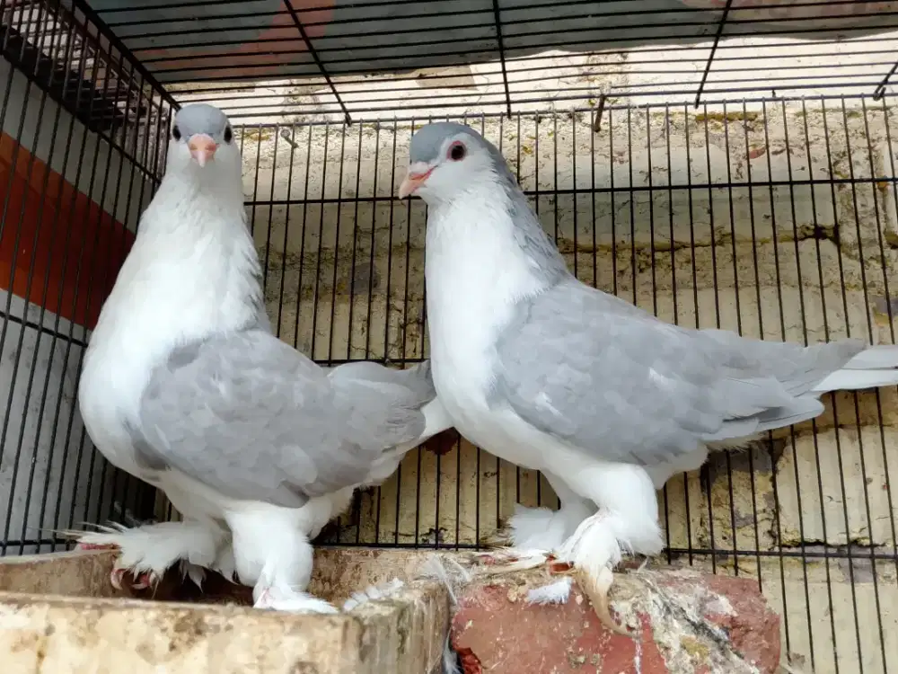 Merpati hias jenis lahore silver sepasang indukan siap ternak