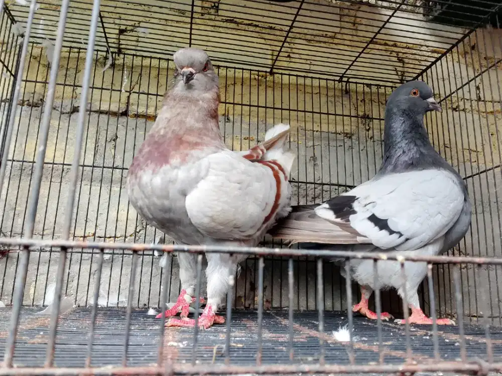 Merpati hias jenis swoking merpati terbesar di dunia showking