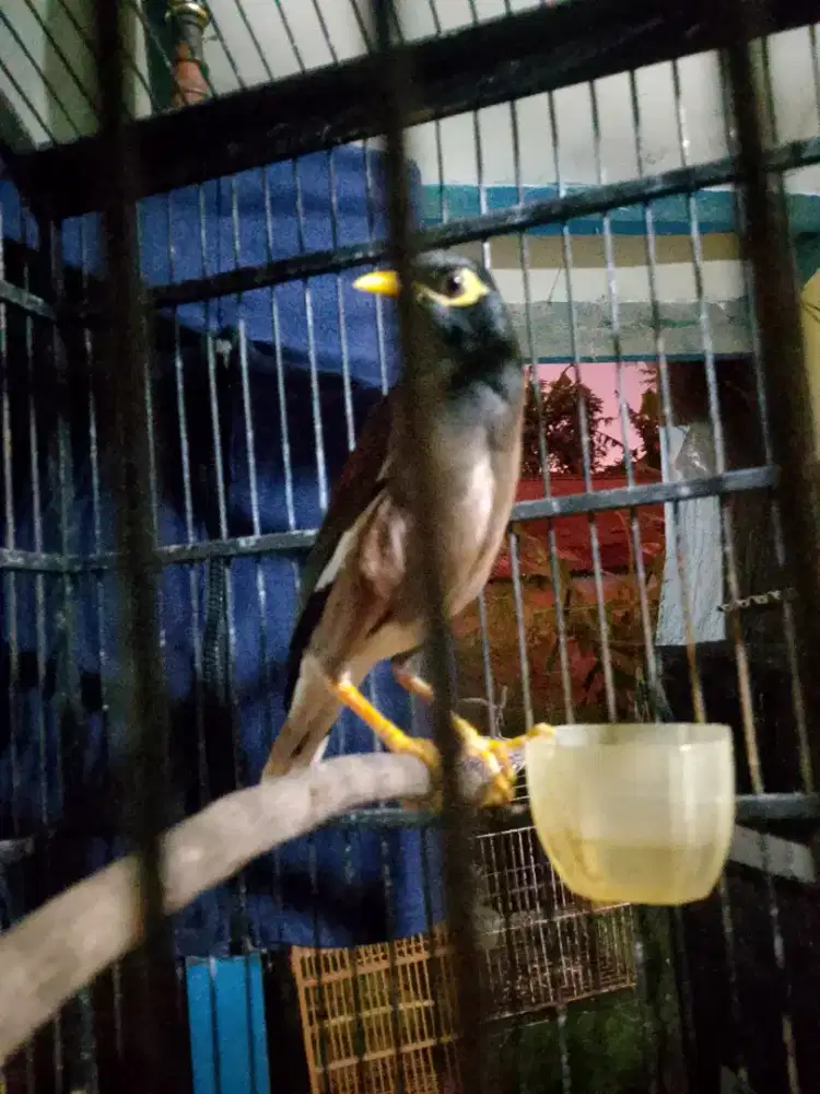 Burung jalak nias rajin gacor