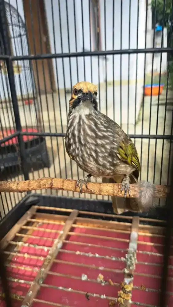 Cucak rowo DNA jantan mulus usia mapan