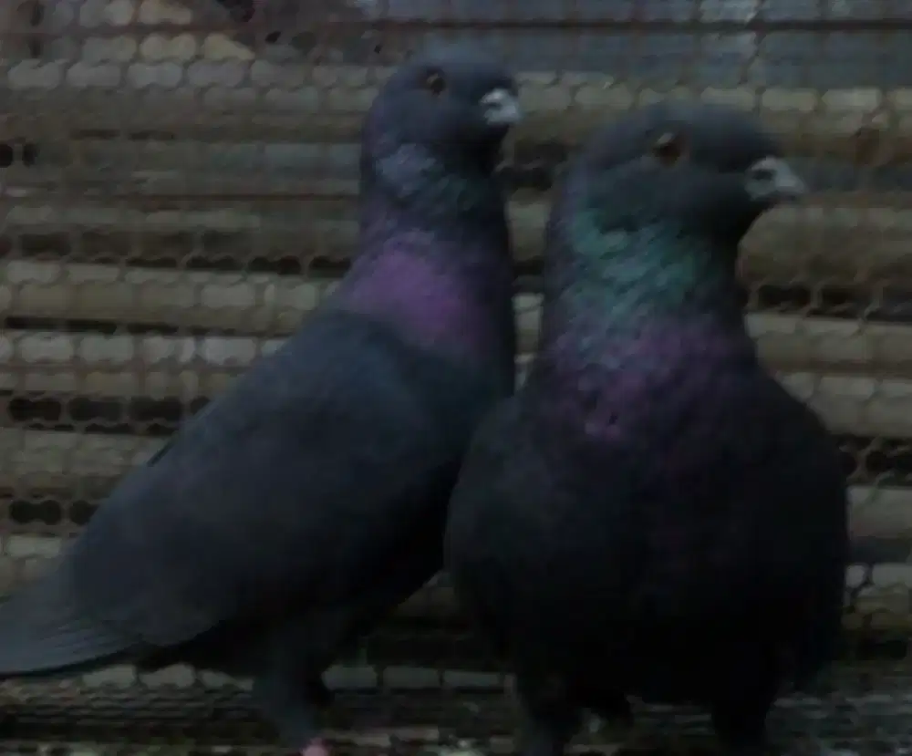 Merpati Jawa sungut hitam ada 5ekor