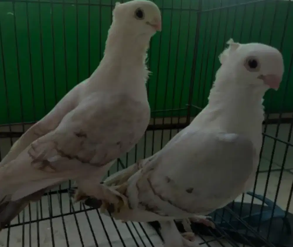 Merpati santinet 2ekor