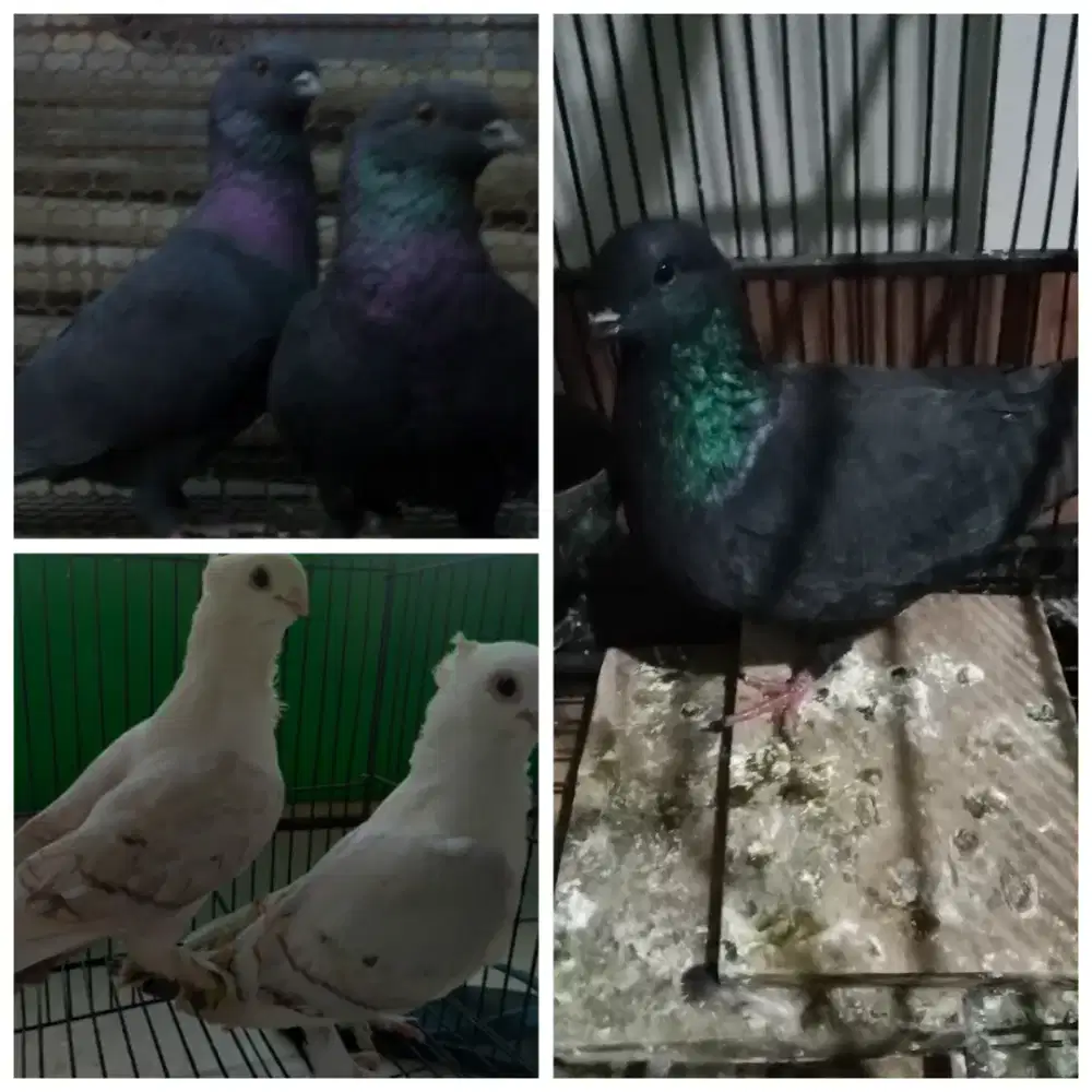 Merpati Jawa sungut 5ekor dan santinet 2ekor