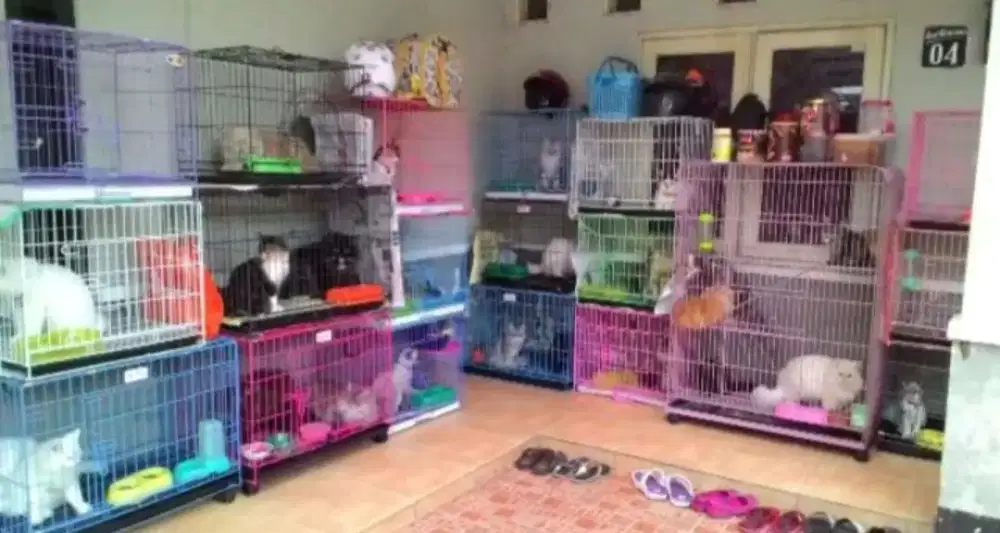 Menerima penitipan kucing