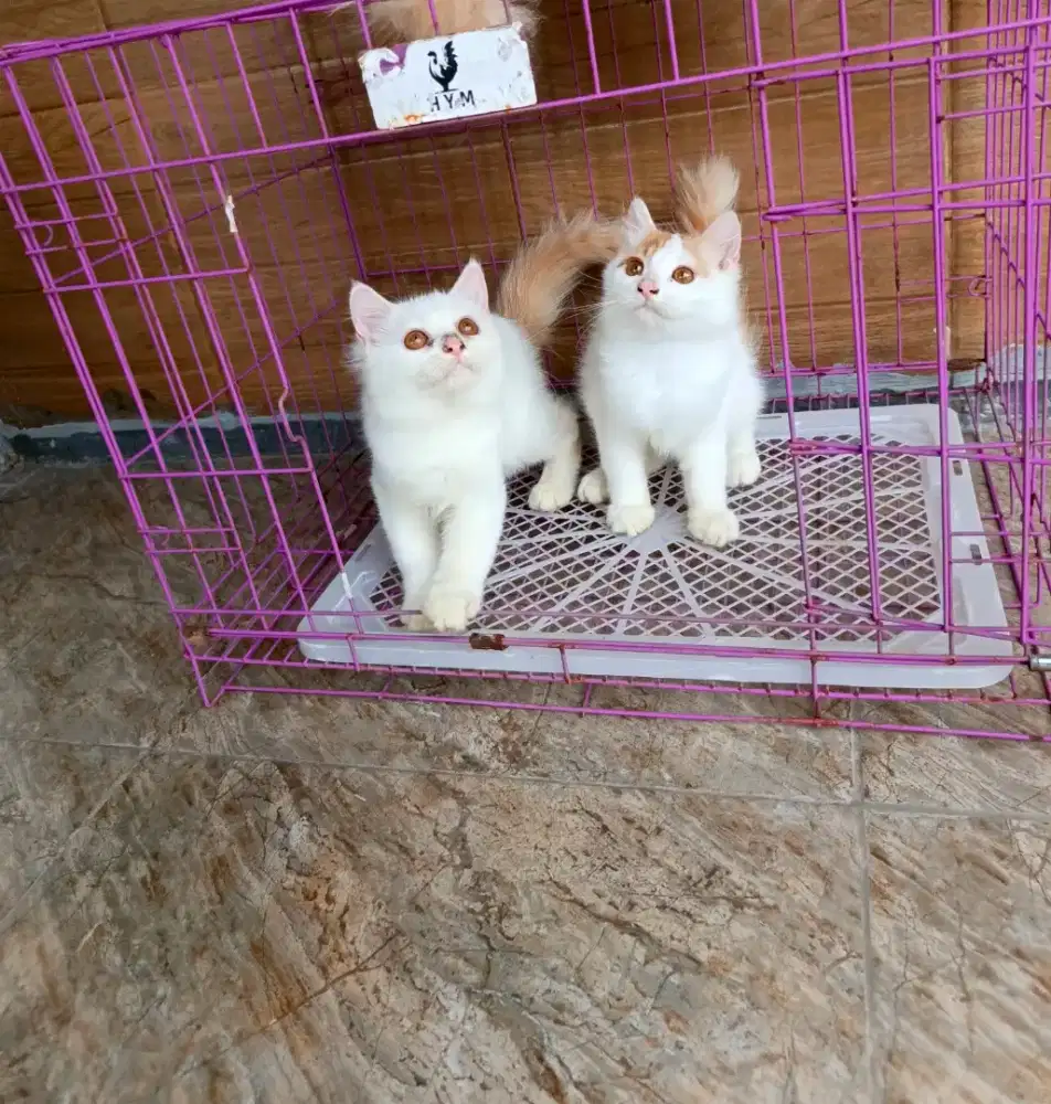 Kitten sejodo ganpak