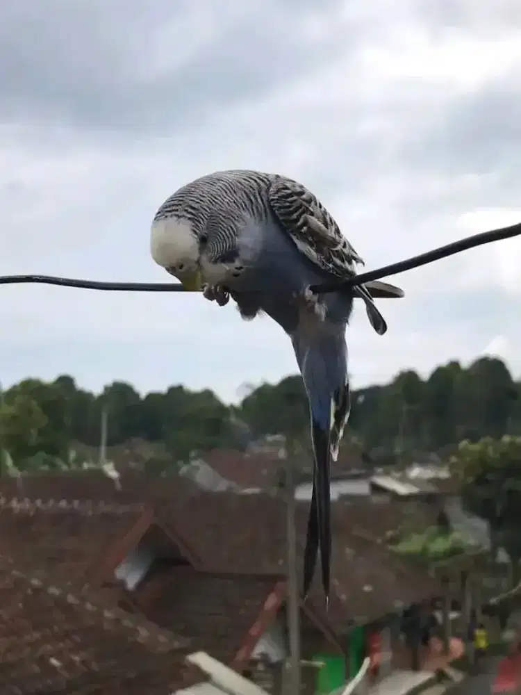 Parkit lokal jinak manja