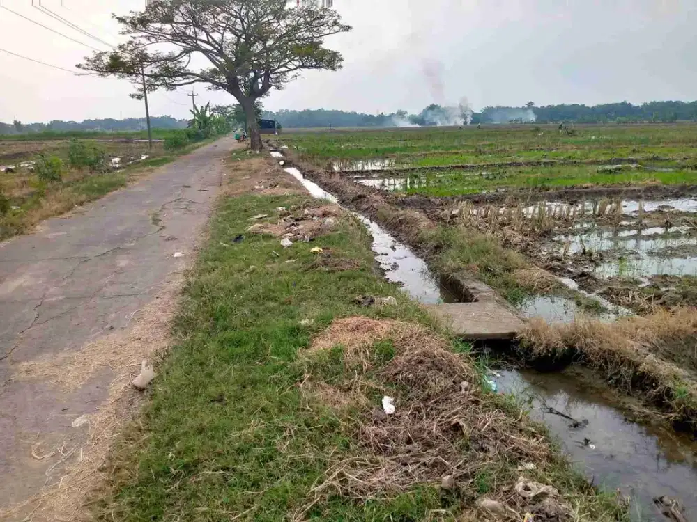 sawah sragen kota