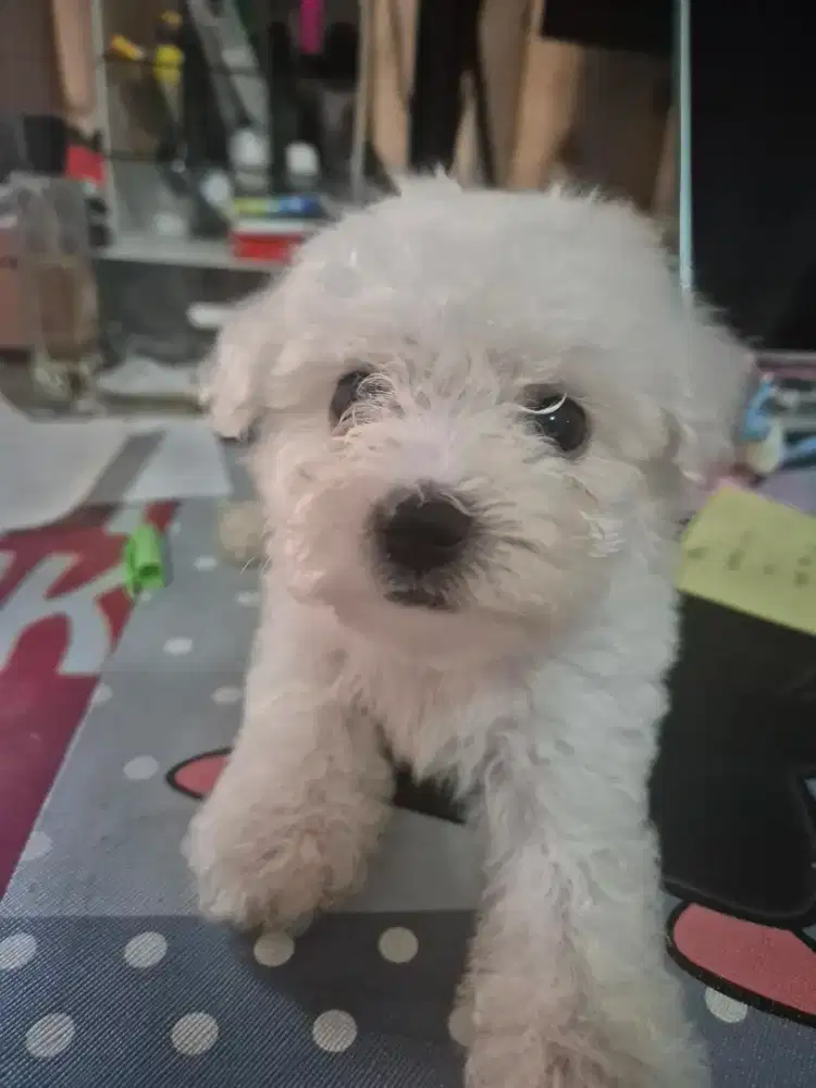 Bichon jantan stambum vaksin