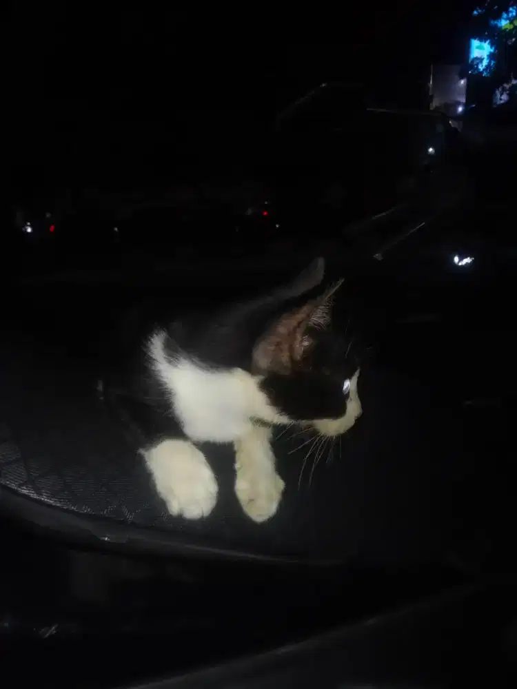 Ready jadi driver motor pribadi.