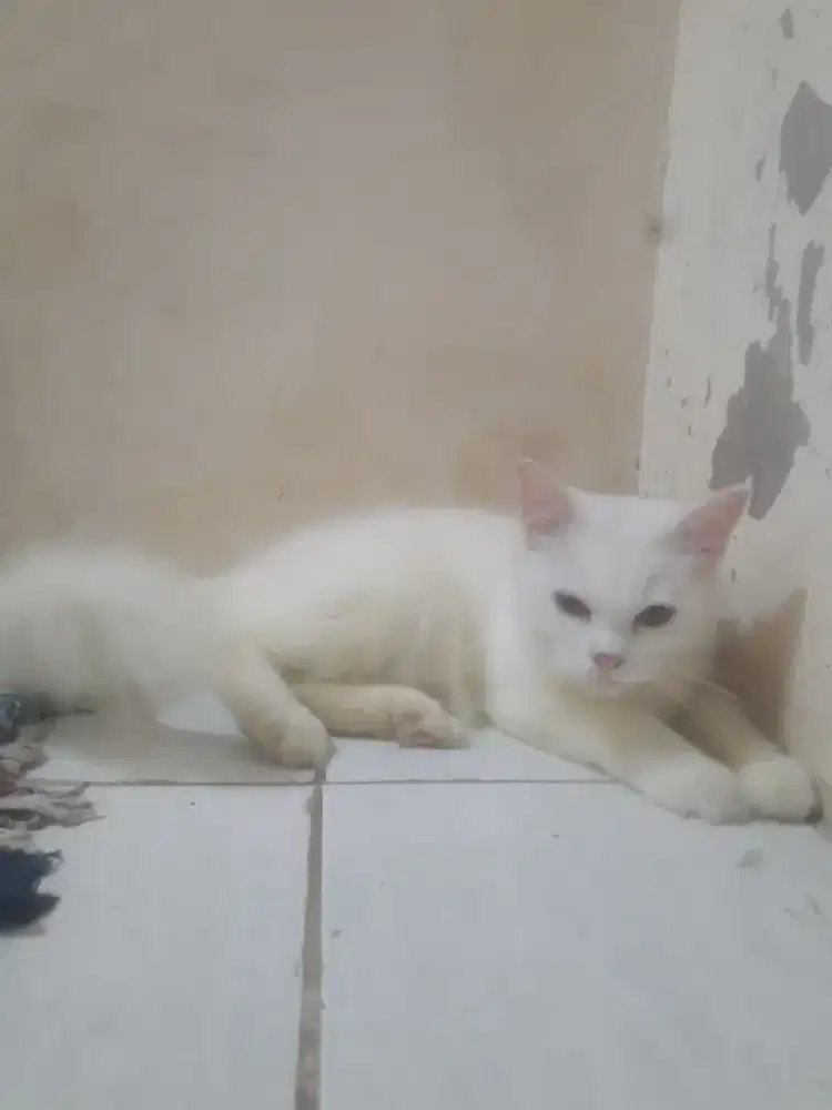 Jual kucing persia medium