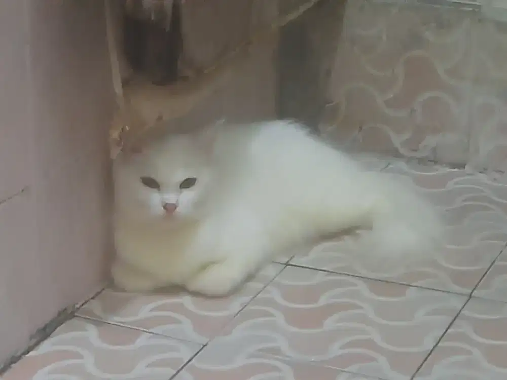 Jual kucing persia medium