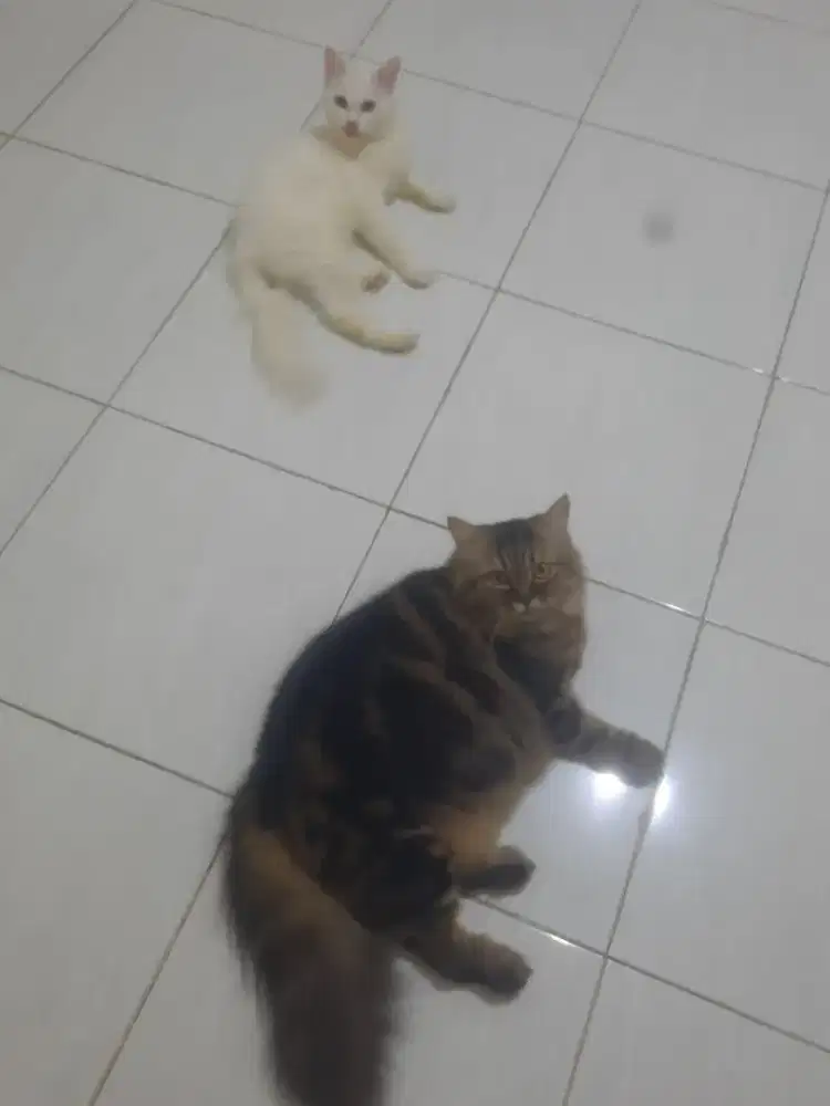 Jual kucing persia medium