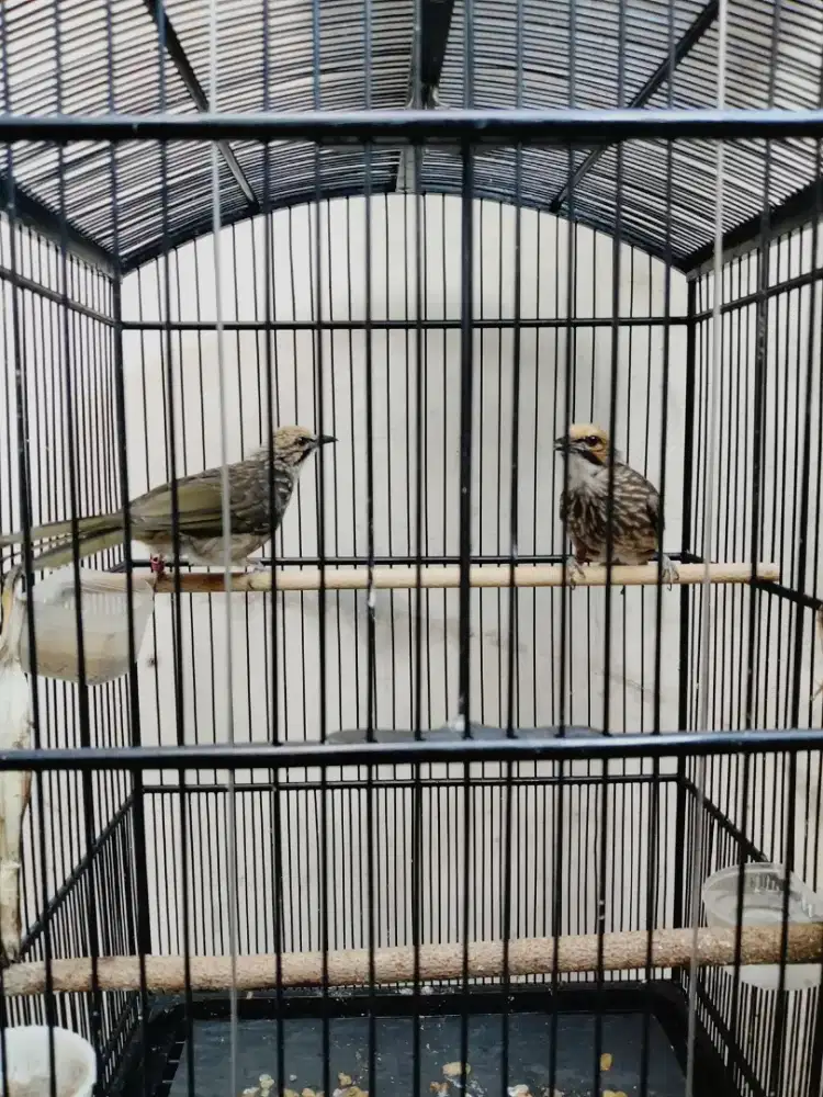 Jual Cucak Rowo / Cucak Rawa Sepasang