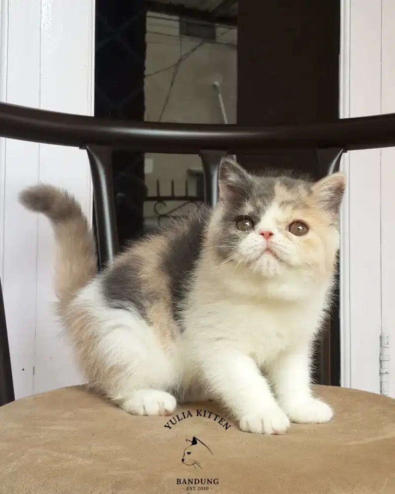 Kitten Exotic Shorthair Betina
