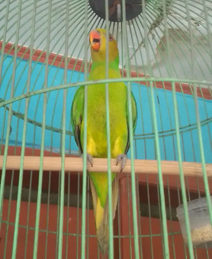 LOVEBIRD JOSAN SEMI JINAK BRISIK 1 JUTA FULSET