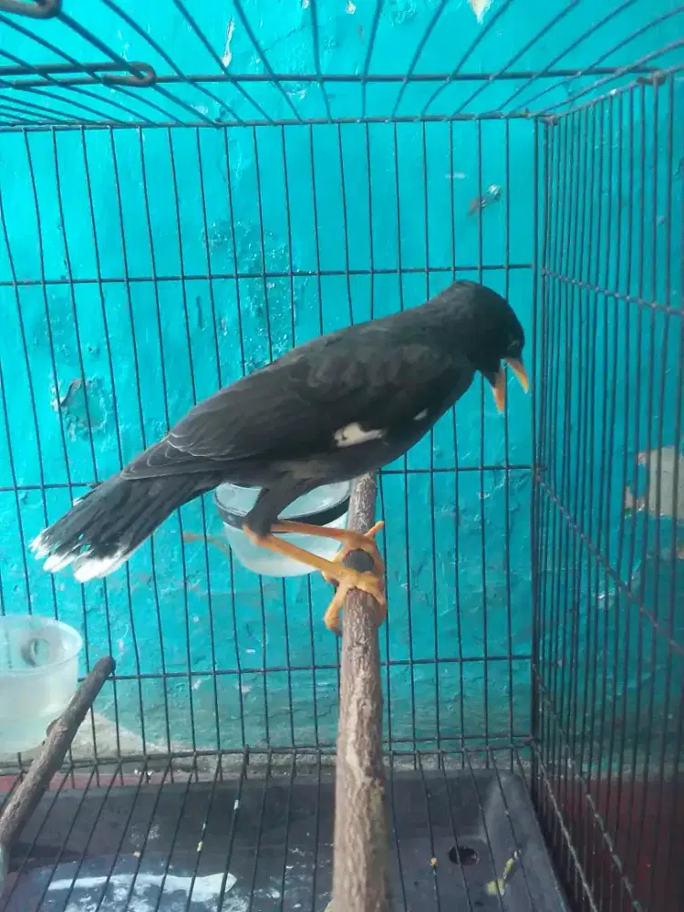 JALAK KEBO REMAJA MATA PUTIH 350 FULSET NET