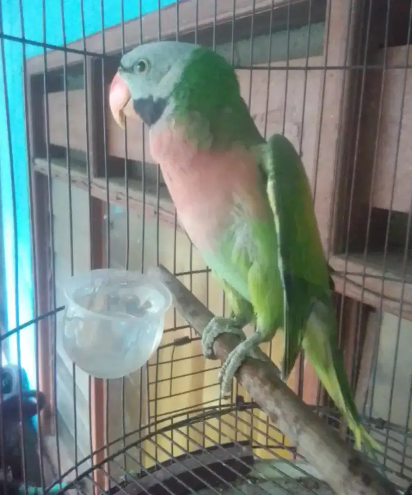 LOVEBIRD JAWA KTP JANTAN SUARA VARIASI 1 JUTA BURJA