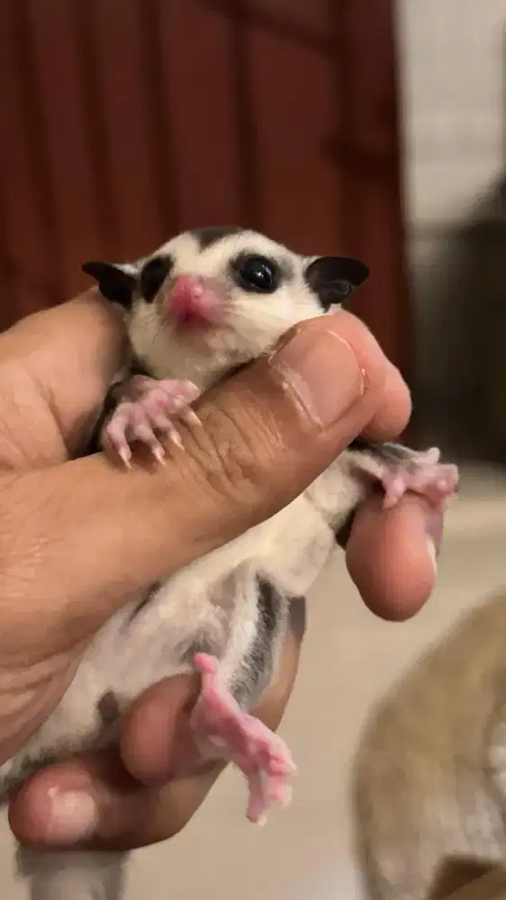 Baby Sugar Glider White Face