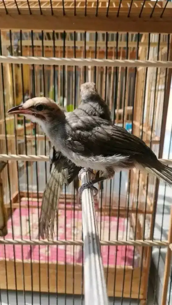 Anakan cucak rowo usia 3bln