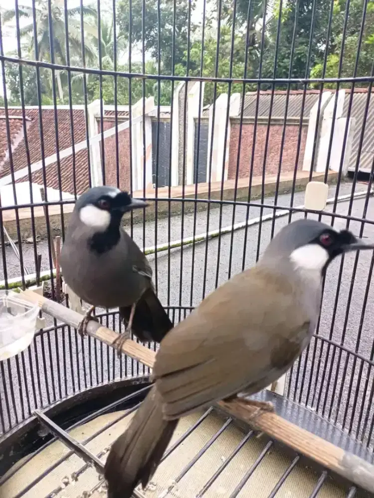 Sepasang Poksay hongkong produksian mulus