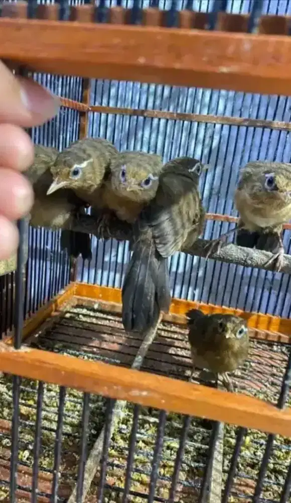 Anakan wambi usia 2bln