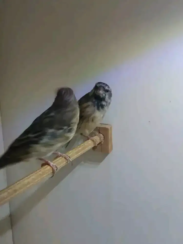 Sepasang blackthroat produksian