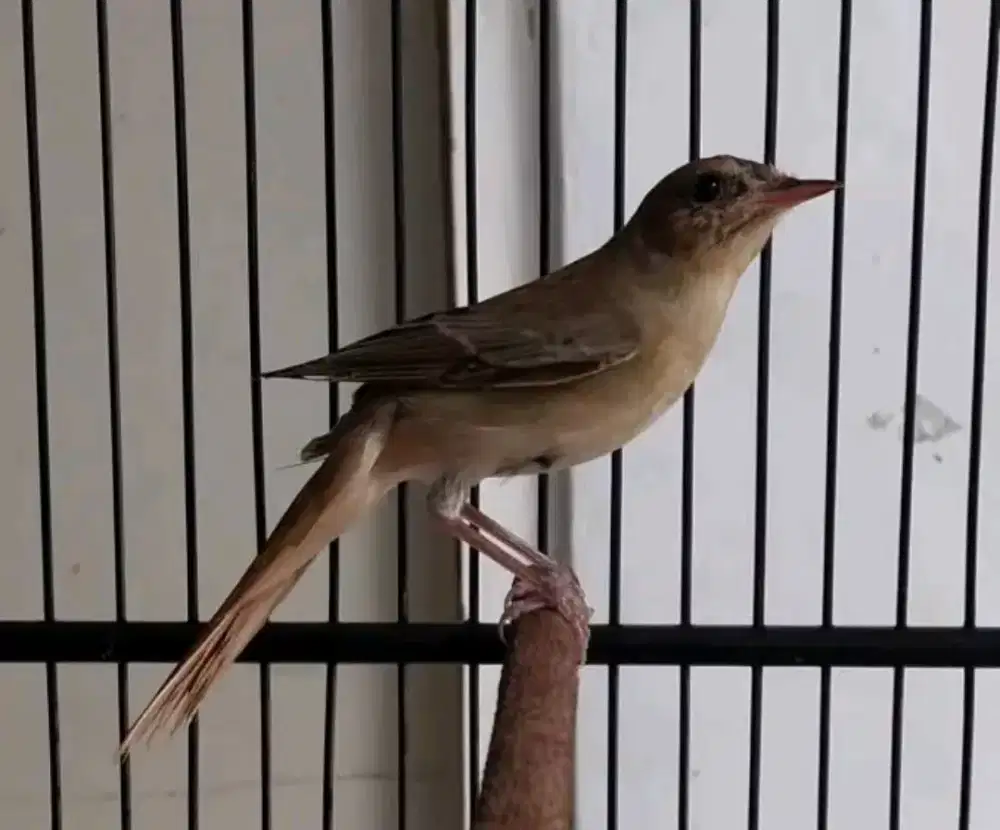 SikatanLondo Common Dna garansi Jantan