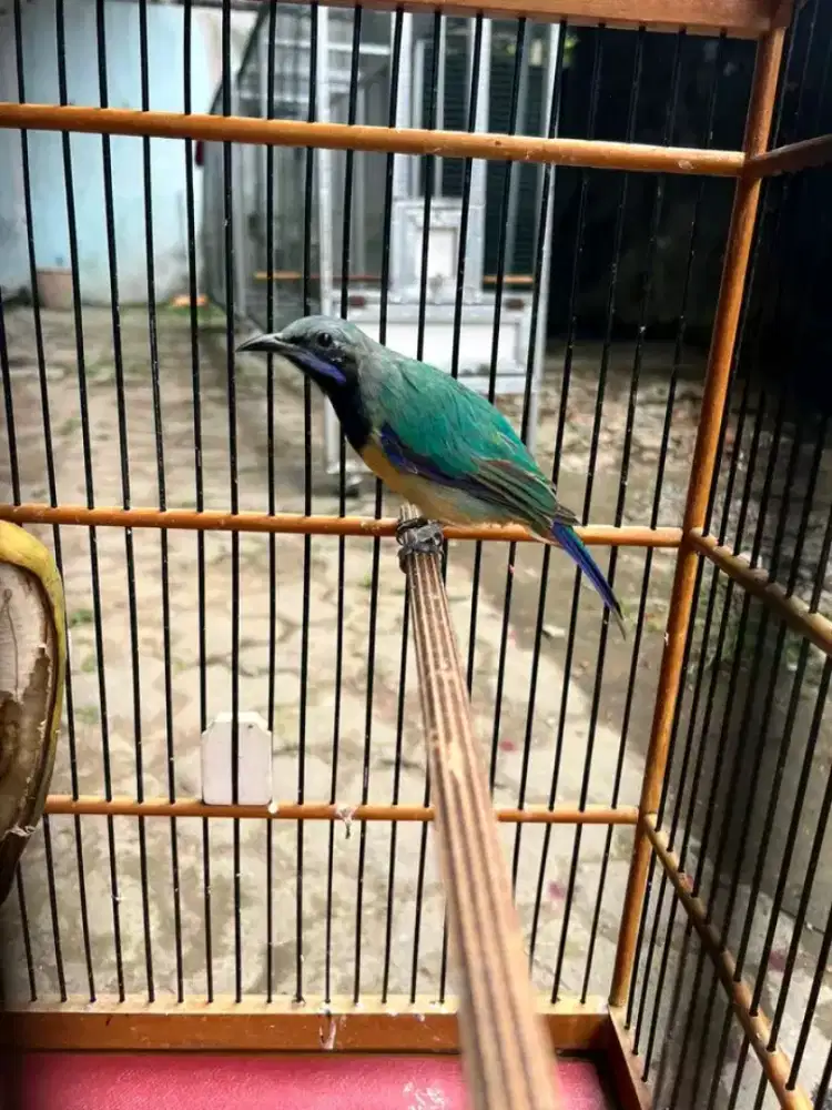 Sungko pala abu gacor mulus