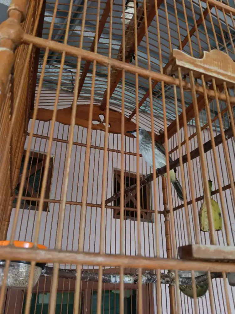 Burung trucukan jatim